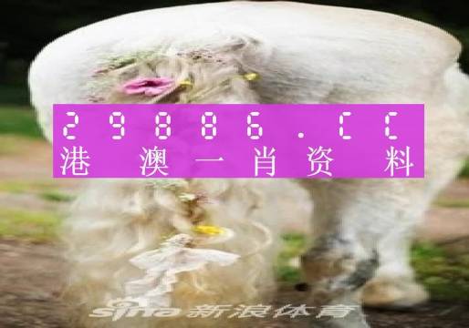 澳门必中一肖一码四不像，全面释义解释落实