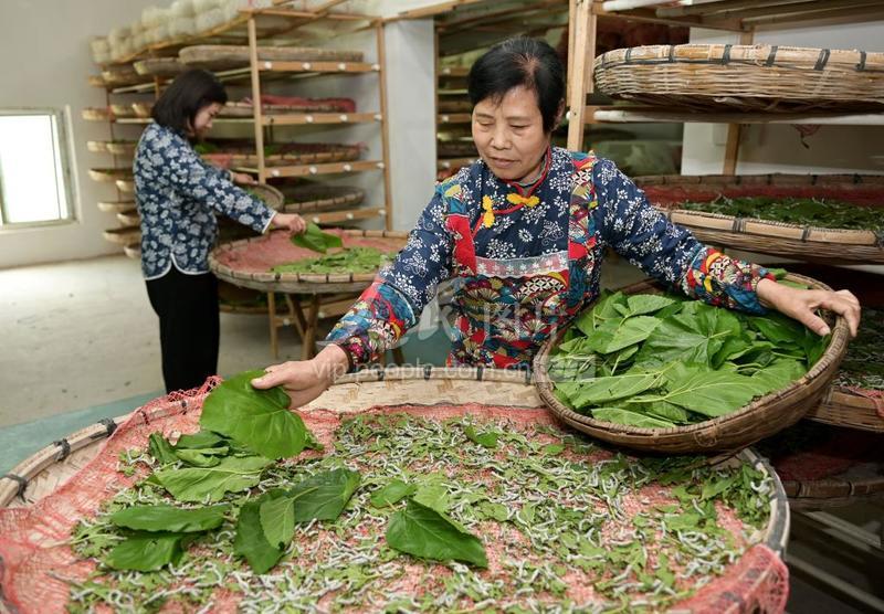澳门新风貌，精准龙门蚕的精选解析与实施路径